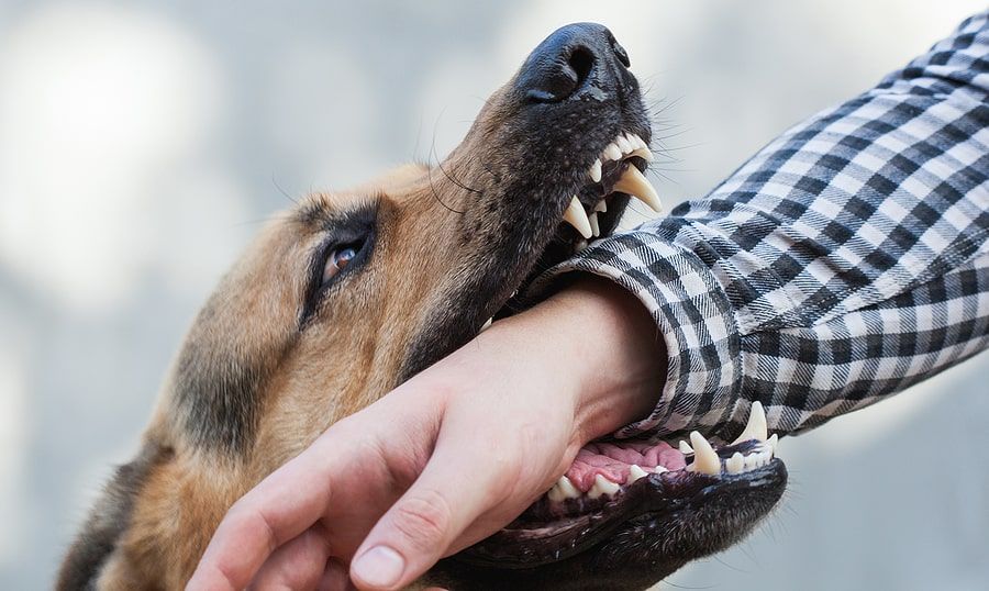 how much does a dog bite lawsuit cost