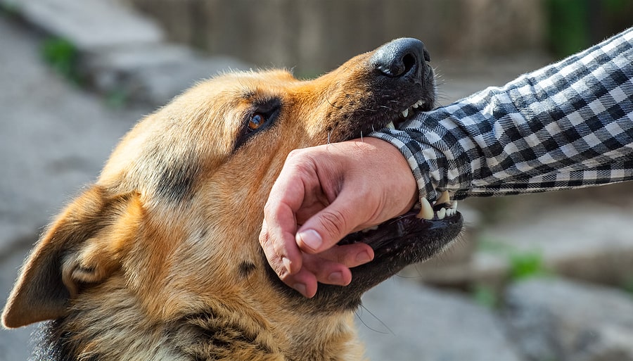 How Much Can You Sue For A Dog Bite Rosenberg Gluck LLP